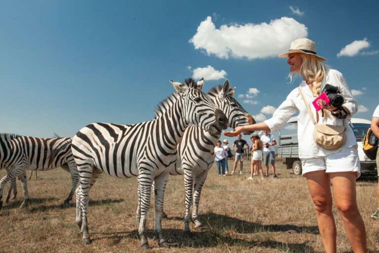 Зебры и туристка