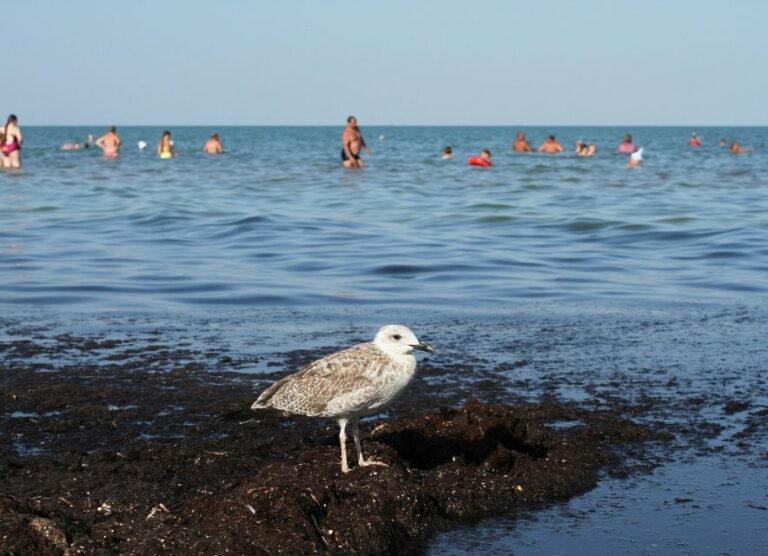Скадовськ чайка біля моря