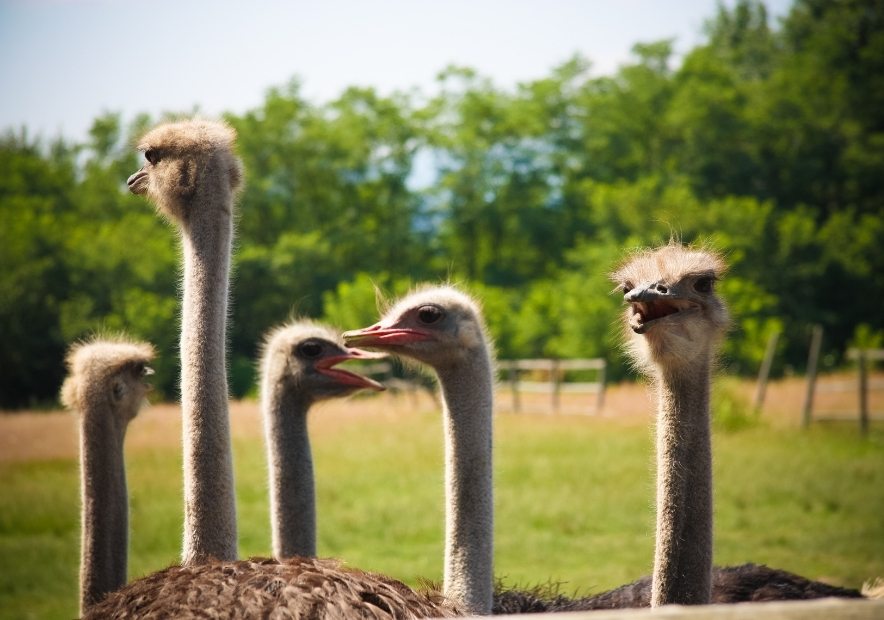 Emu farms. Страусиная ферма Барнаул. Страусиная ферма Барнаул фото.