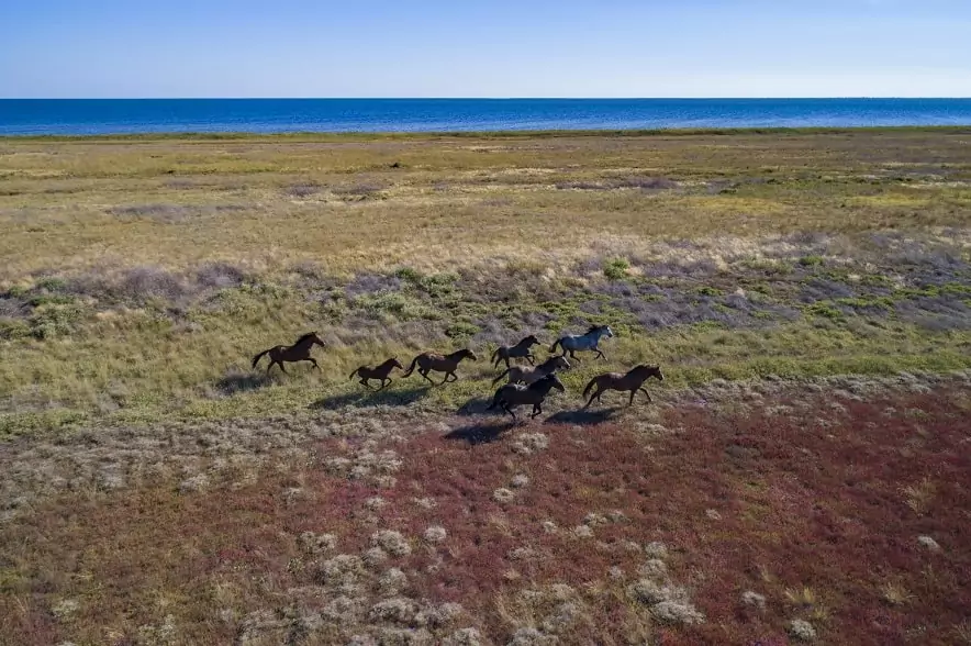 Дикие лошади на Кинбурнской косе