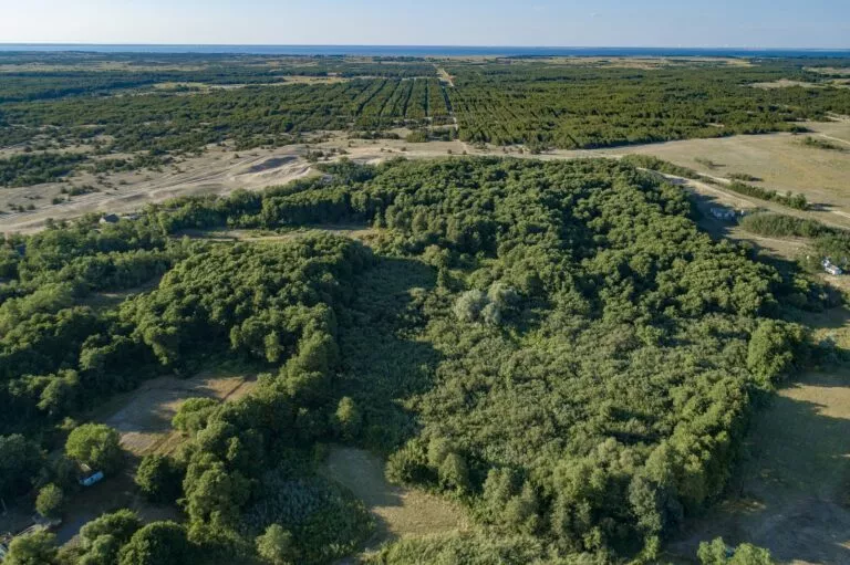 Кинбурнский лес