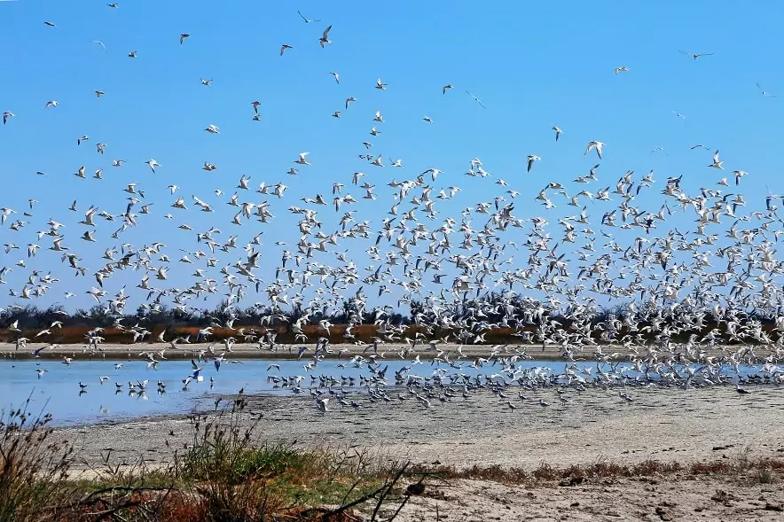 Птицы на Кинбурне