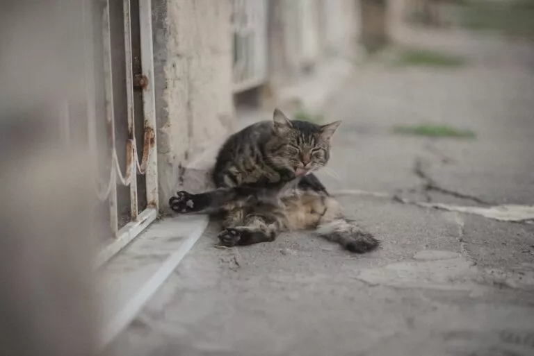 Кот у дворі