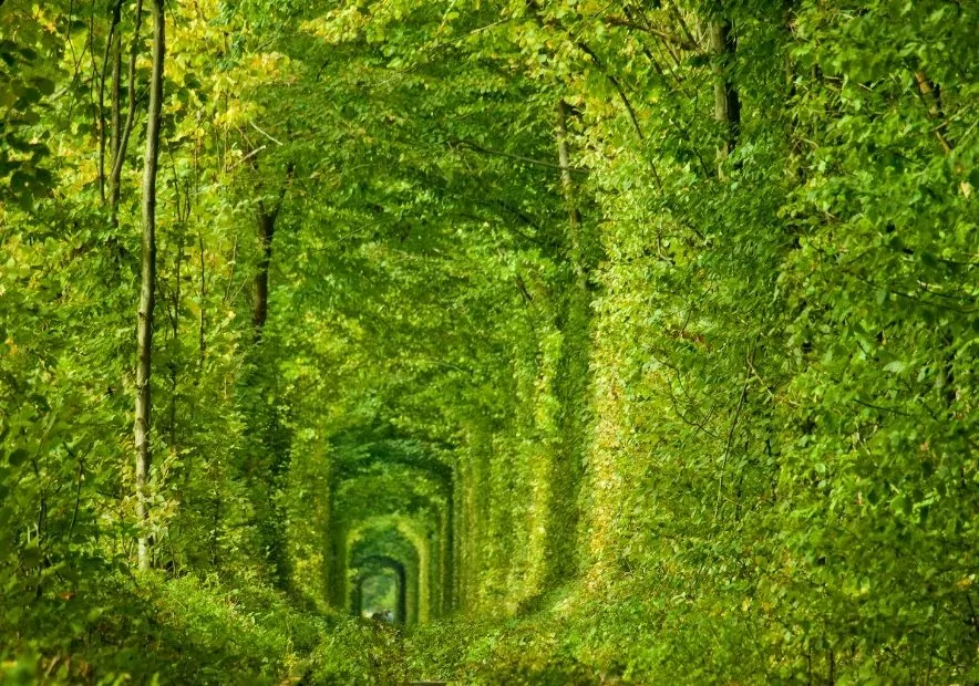 Тоннель любви в Клевани, Ровенская область