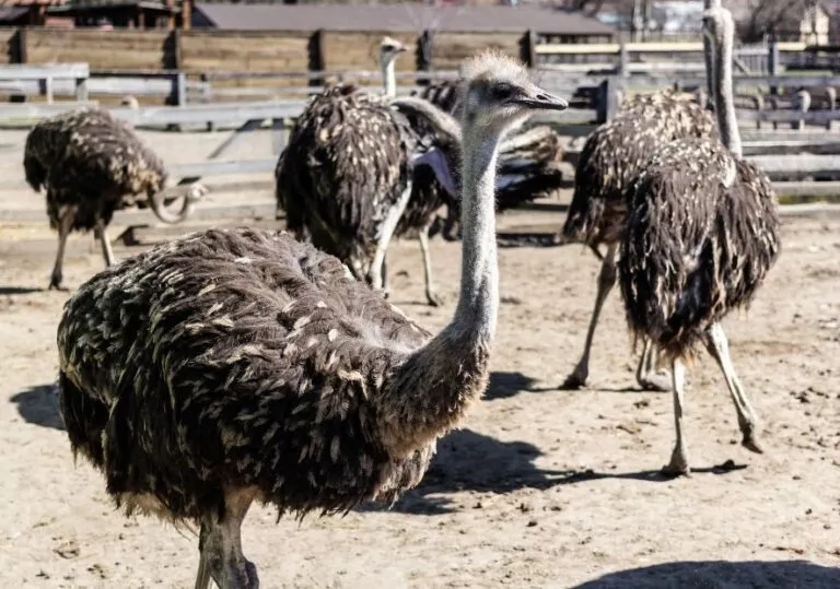 Страусы