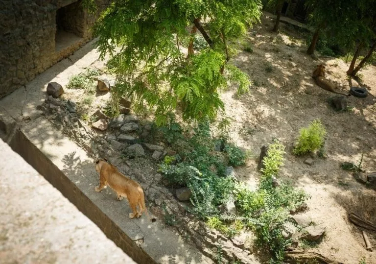 Львы в Демидове