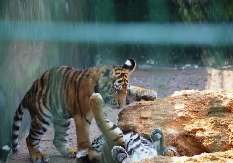 Тигры в Демидове