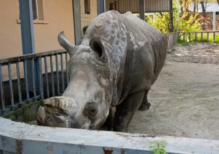 Носорог в Киевском зоопарке