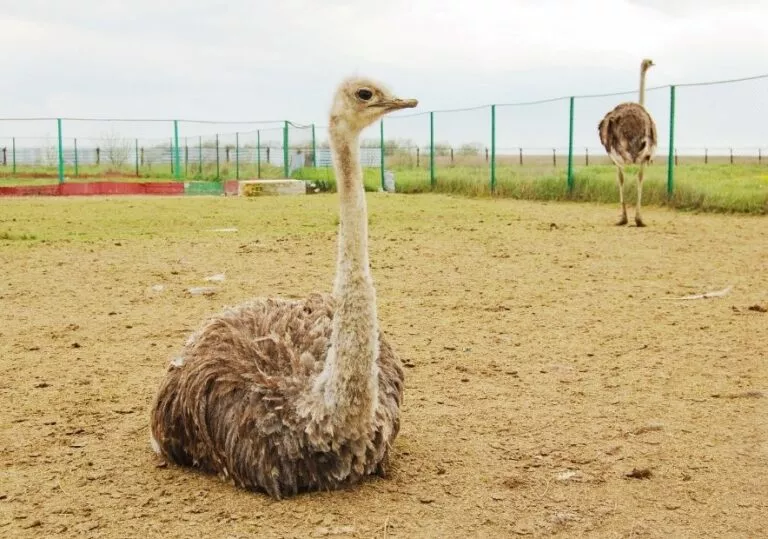 Страус экзотика