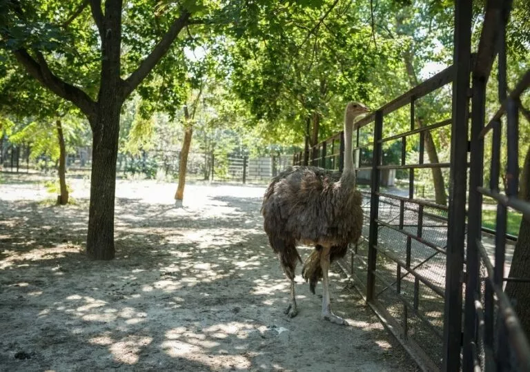 Страус в Демидове
