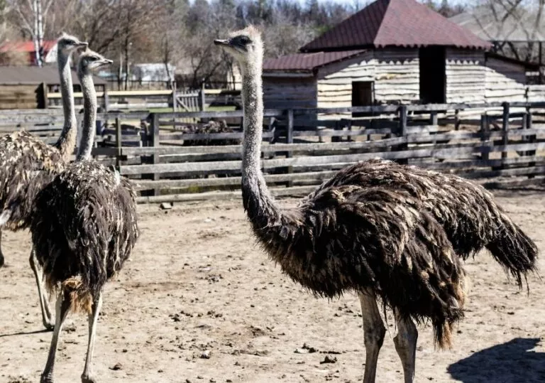 Страусы для детей