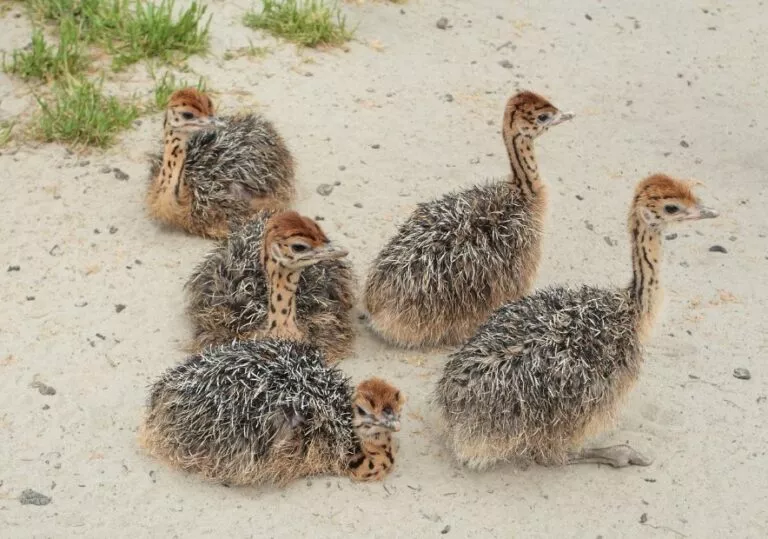 Милые страусята