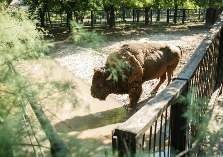 Зубр в зоопарке